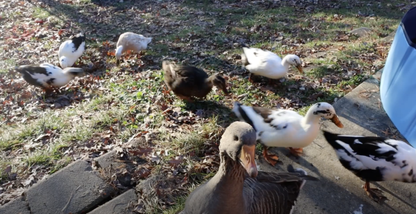 Lunch Ducks Reduce Waste at Black River Falls High School by Eating Leftovers